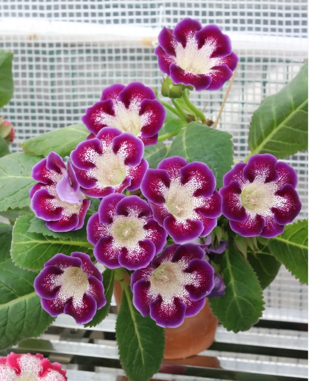 客廳養花擺放圖片_客廳養什么花_客廳養花有什么講究