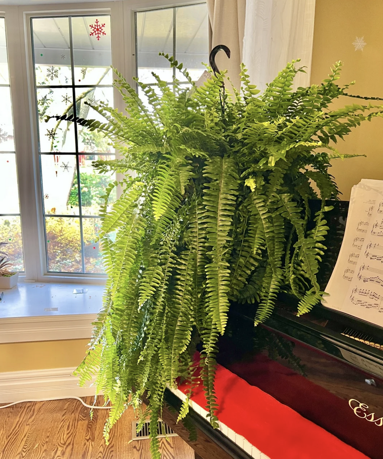 客廳養什么花_客廳養花有什么講究_客廳養花擺放圖片