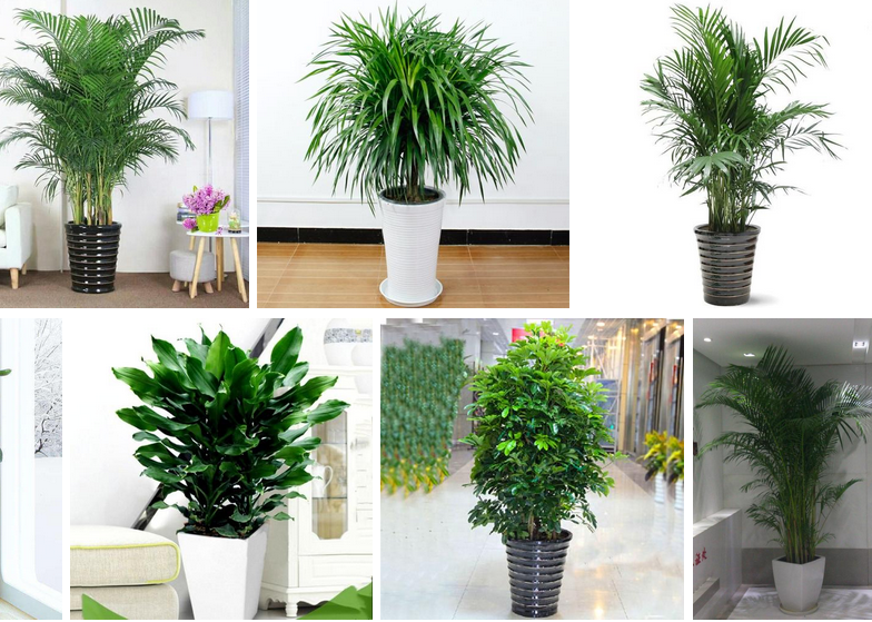 養大型綠植家里好不好_家里養的大型綠植_養大型綠植家里能養嗎