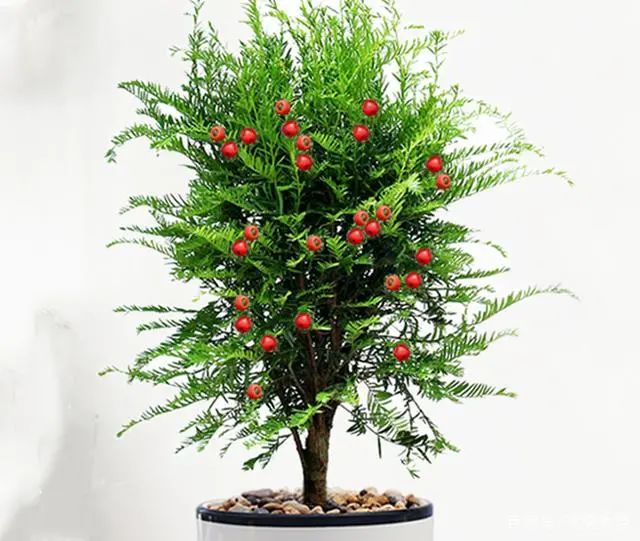 適合在家養(yǎng)的綠植_在家養(yǎng)綠植適合放什么_在家養(yǎng)綠植對(duì)身體有好處嗎