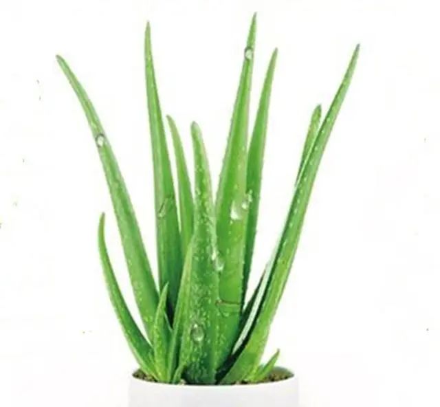 在家養(yǎng)綠植對(duì)身體有好處嗎_在家養(yǎng)綠植適合放什么_適合在家養(yǎng)的綠植