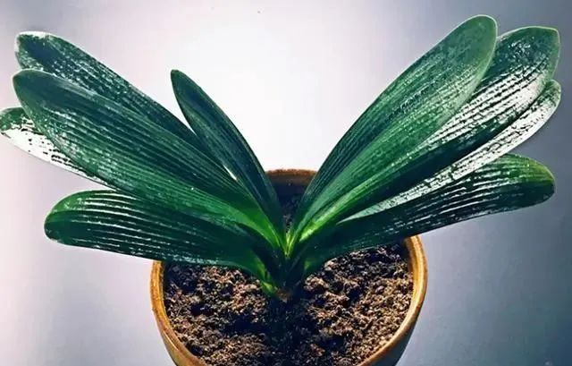 在家養(yǎng)綠植對(duì)身體有好處嗎_在家養(yǎng)綠植適合放什么_適合在家養(yǎng)的綠植