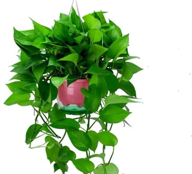 在家養(yǎng)綠植對(duì)身體有好處嗎_適合在家養(yǎng)的綠植_在家養(yǎng)綠植適合放什么
