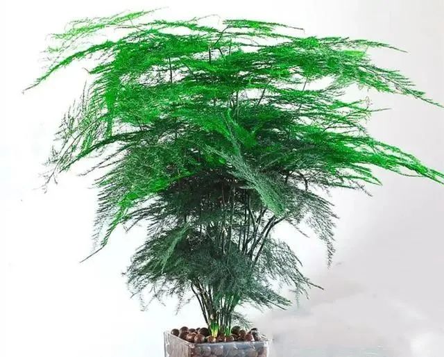 在家養(yǎng)綠植適合放什么_適合在家養(yǎng)的綠植_在家養(yǎng)綠植對(duì)身體有好處嗎