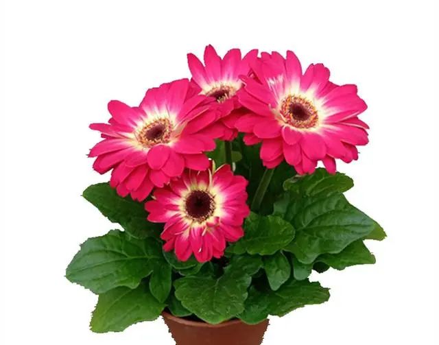 在家養(yǎng)綠植適合放什么_在家養(yǎng)綠植對(duì)身體有好處嗎_適合在家養(yǎng)的綠植