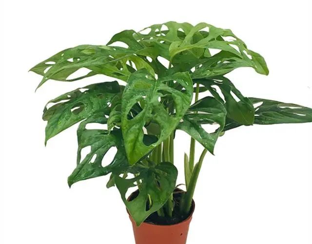 在家養(yǎng)綠植對(duì)身體有好處嗎_適合在家養(yǎng)的綠植_在家養(yǎng)綠植適合放什么