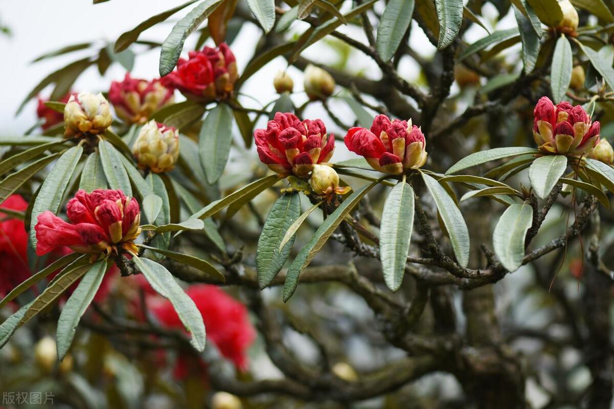這些花愛吃“醋”，要用酸土養，否則長勢不好，開花少