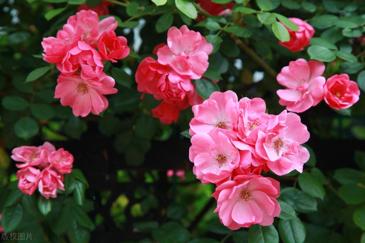 酸性花卉大全_酸性花卉有哪些_種花酸性物質