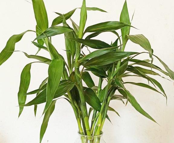 培植養物水好還是草好_好養的水培植物_養水培植物用什么水好