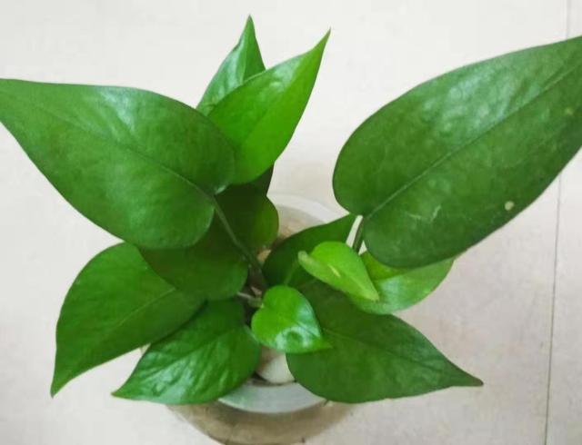 好養的水培植物_培植養物水好還是草好_養水培植物用什么水好