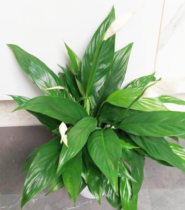 培植養物水好還是草好_養水培植物用什么水好_好養的水培植物