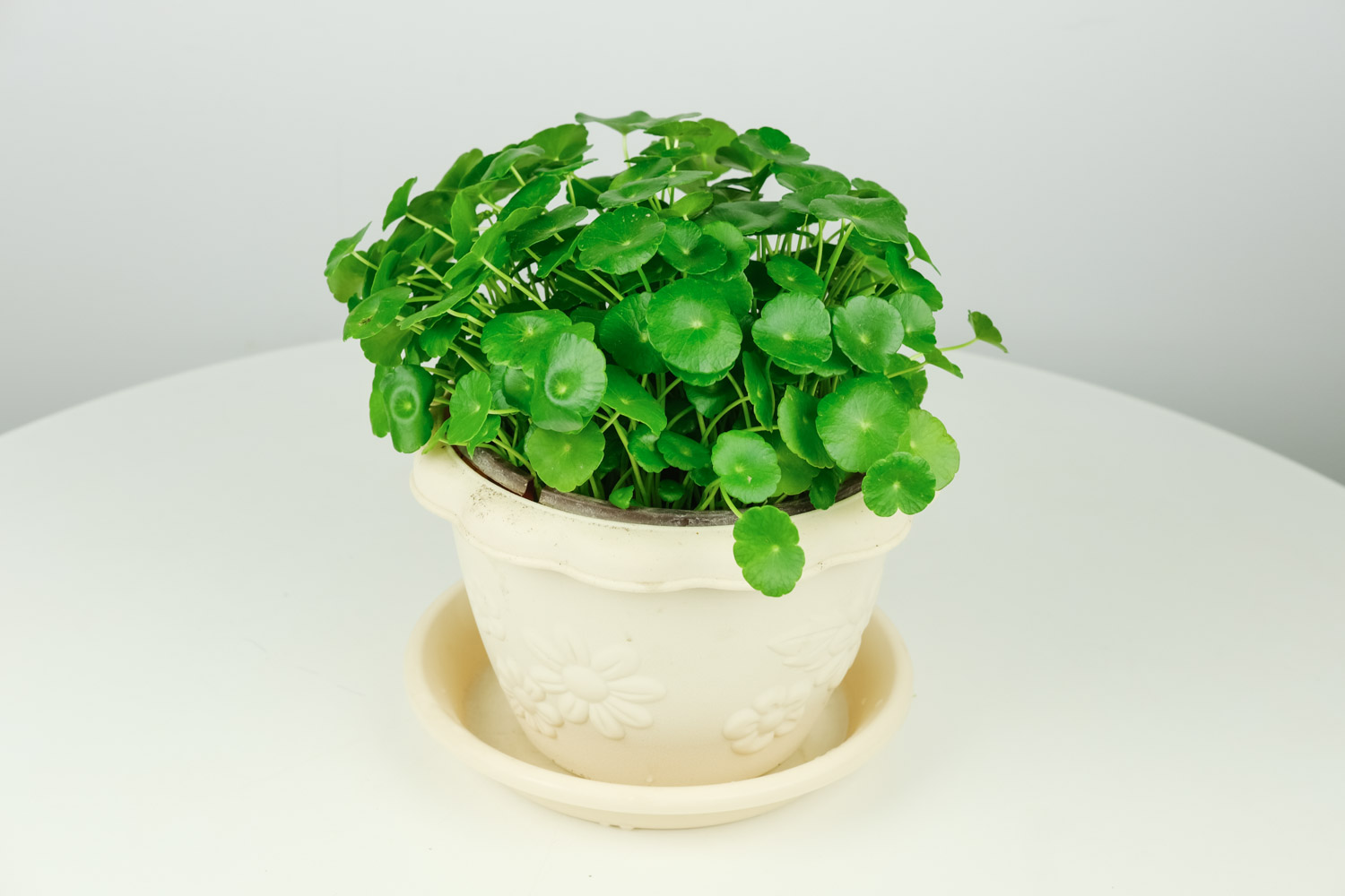 室內養花好么_室內養花好嘛_什么花好養活室內