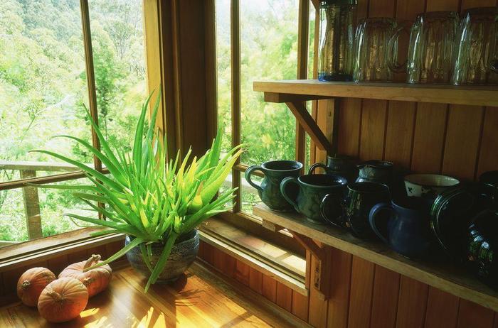 養在室內最喜歡光照的植物，這7種都不怕陽光直射