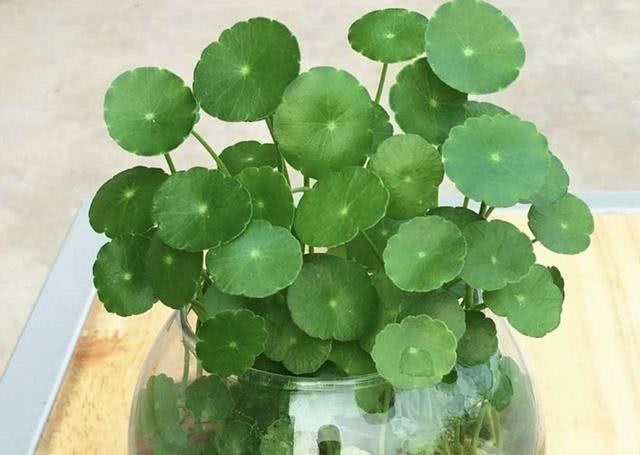 銅錢草適合室內(nèi)養(yǎng)嗎_銅錢草適合室內(nèi)養(yǎng)嗎_銅錢草適合室內(nèi)養(yǎng)嗎