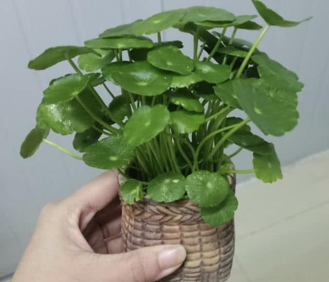 銅錢草適合室內(nèi)養(yǎng)嗎_銅錢草適合室內(nèi)養(yǎng)嗎_銅錢草適合室內(nèi)養(yǎng)嗎