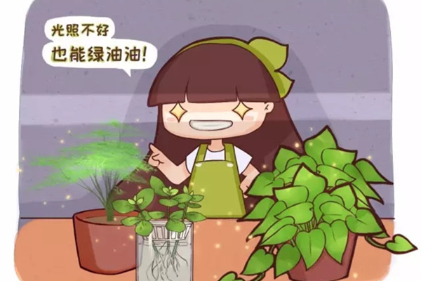 不見光的室內適合養的花_室內養適合見花的花盆_室內適合養什么花招財