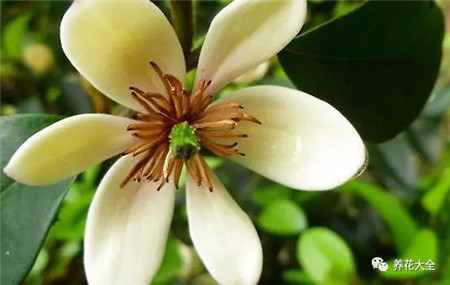 室內養適合見花的花盆_室內適合養什么花招財_不見光的室內適合養的花