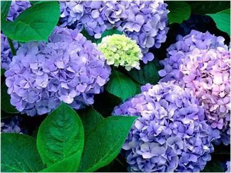 不見光的室內適合養的花_室內適合養什么花招財_室內養適合見花的花盆