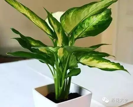 不見光的室內適合養的花_室內養適合見花的花盆_室內適合養什么花招財