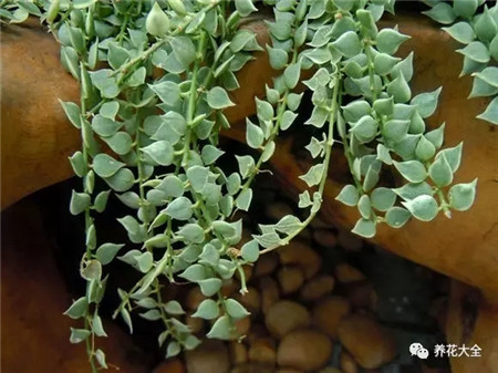 室內養適合見花的花盆_室內適合養什么花招財_不見光的室內適合養的花