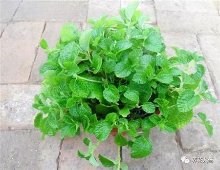 不見光的室內適合養的花_室內適合養什么花招財_室內養適合見花的花盆