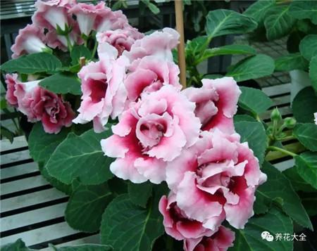 不見光的室內適合養的花_室內適合養什么花招財_室內養適合見花的花盆