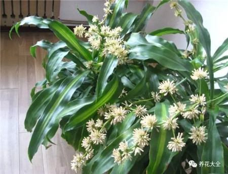 不見光的室內適合養的花_室內養適合見花的花盆_室內適合養什么花招財