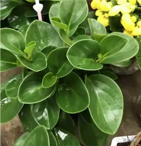 室內養適合見花的花盆_室內適合養什么花招財_不見光的室內適合養的花