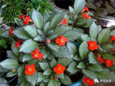 室內適合養什么花招財_不見光的室內適合養的花_室內養適合見花的花盆