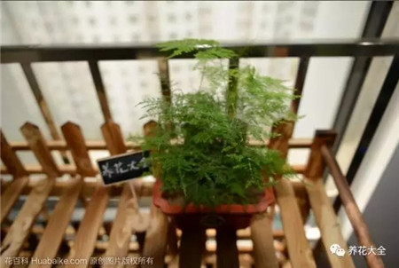 不見光的室內適合養的花_室內養適合見花的花盆_室內適合養什么花招財