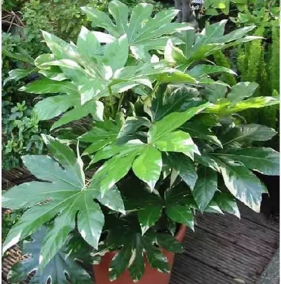 適合養在客廳的大型綠植_客廳養大型綠植適合什么花盆_客廳養大型綠植適合什么花