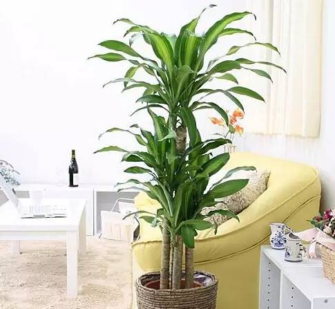 客廳養大型綠植適合什么花盆_適合養在客廳的大型綠植_客廳養大型綠植適合什么花