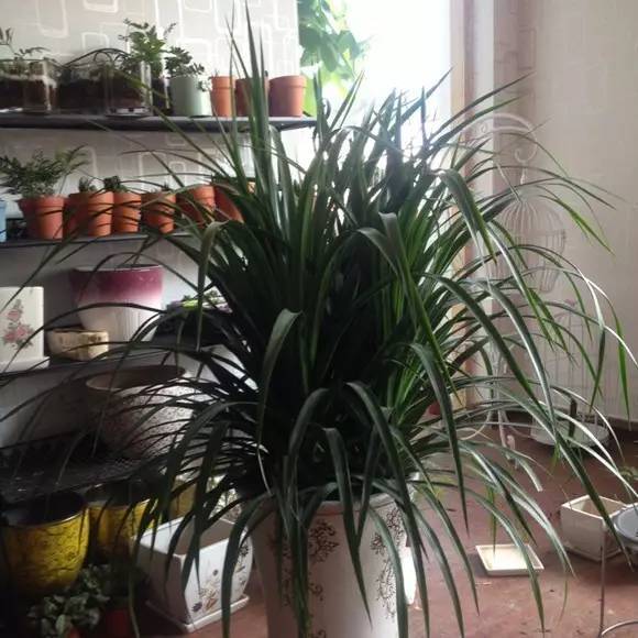 客廳養大型綠植適合什么花盆_客廳養大型綠植適合什么花_適合養在客廳的大型綠植