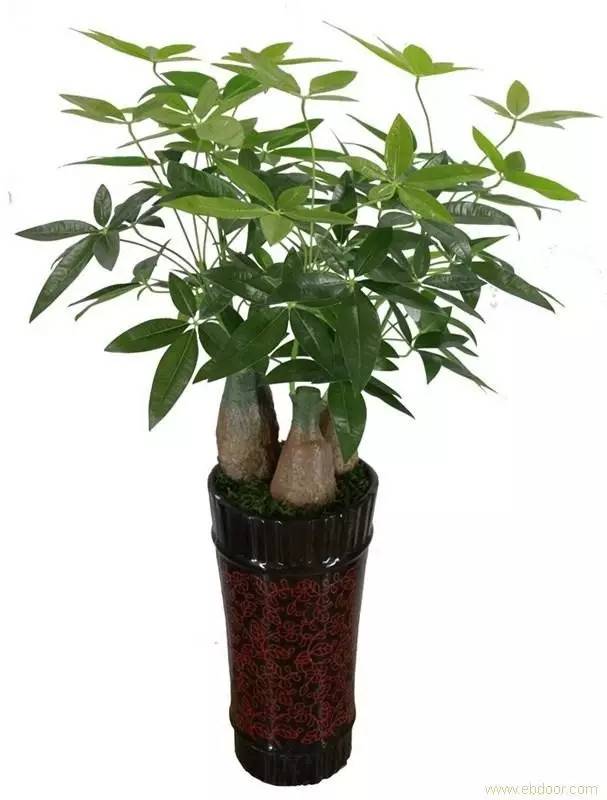 客廳養大型綠植適合什么花_適合養在客廳的大型綠植_客廳養大型綠植適合什么花盆