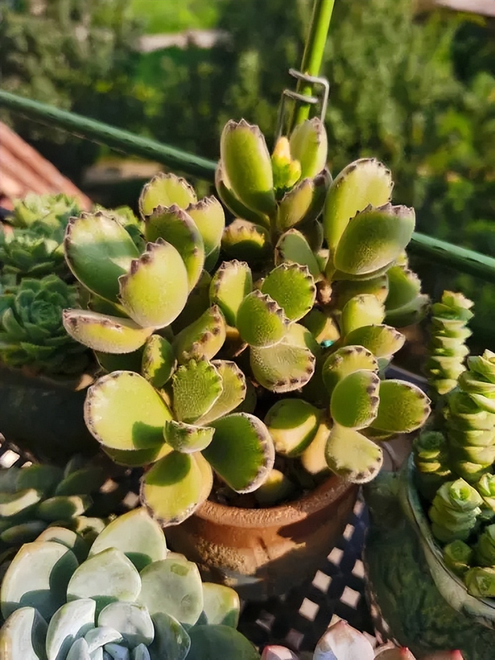 什么多肉好養(yǎng)又易爆盆_養(yǎng)易多肉好爆盆怎么辦_易養(yǎng)活多肉