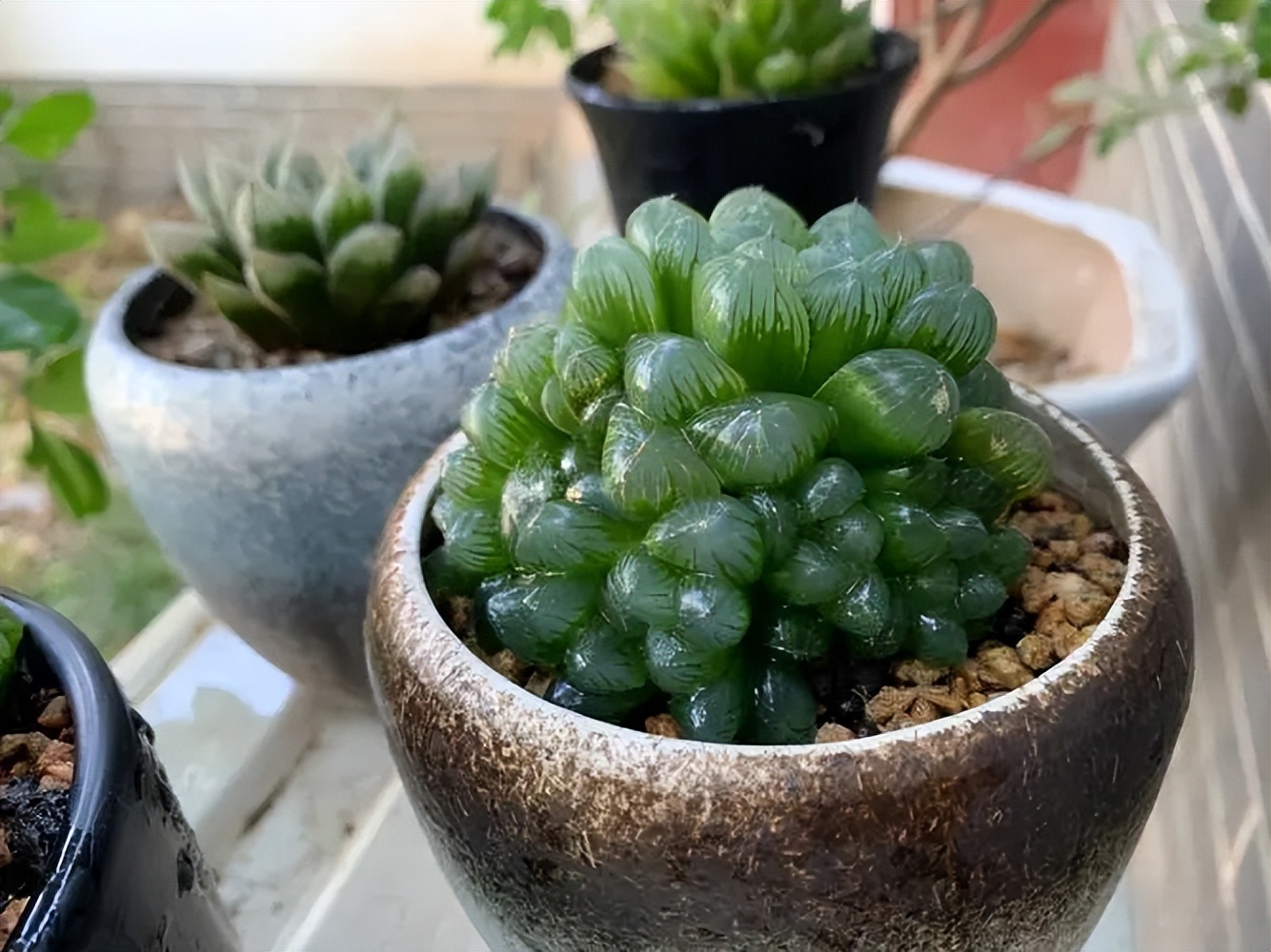 易養(yǎng)活多肉_養(yǎng)易多肉好爆盆怎么辦_什么多肉好養(yǎng)又易爆盆