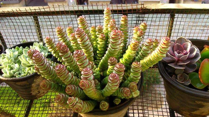 什么多肉好養(yǎng)又易爆盆_易養(yǎng)活多肉_養(yǎng)易多肉好爆盆怎么辦