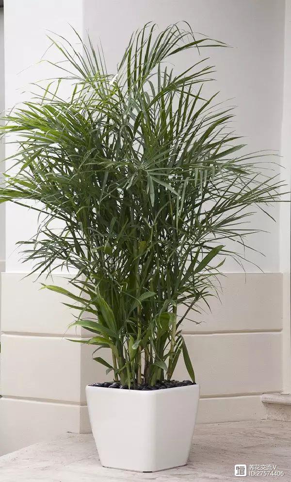 室內(nèi)吸植物尼古丁怎么辦_室內(nèi)吸植物尼古丁的危害_吸尼古丁的室內(nèi)植物