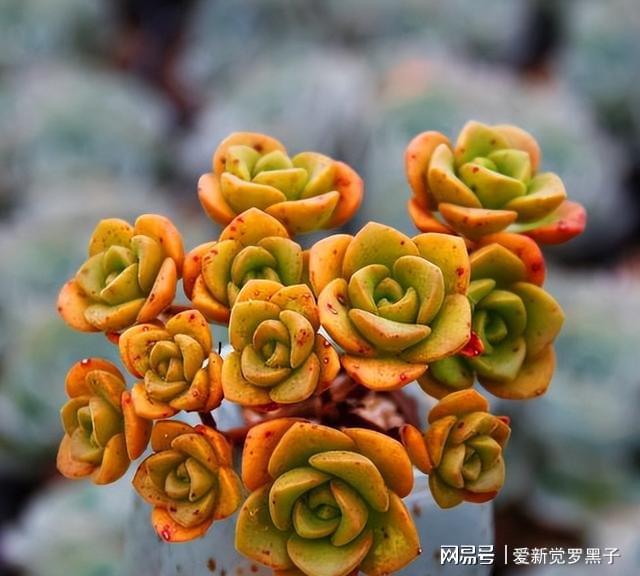 多肉阿倫培用什么土_阿倫培多肉好養(yǎng)嗎_多肉植物阿倫培好養(yǎng)嗎