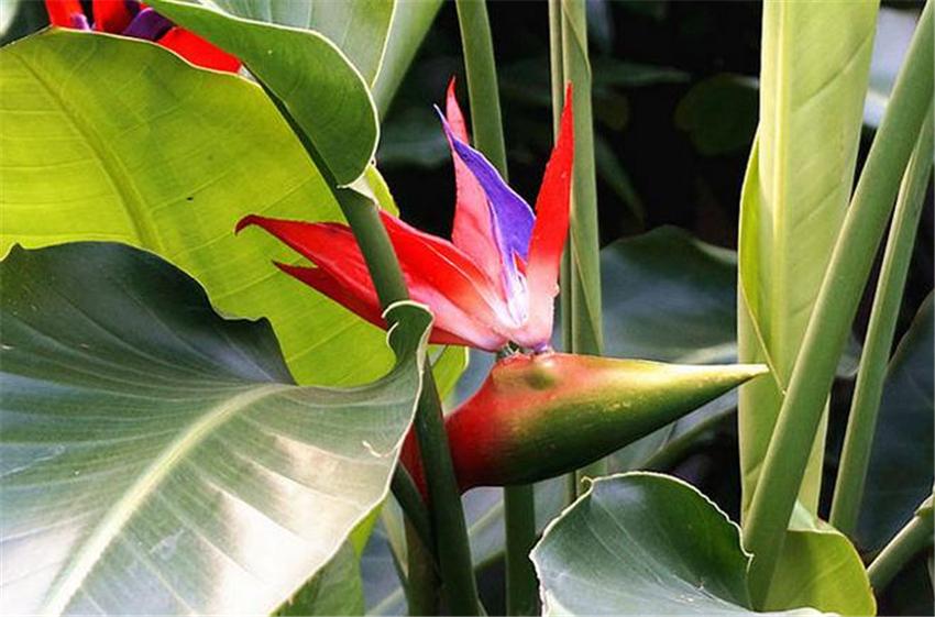 室內養綠植好嗎_室內養什么綠植好_室內養綠植好處