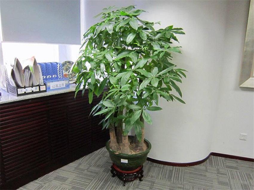 室內養綠植好處_室內養綠植好嗎_室內養什么綠植好