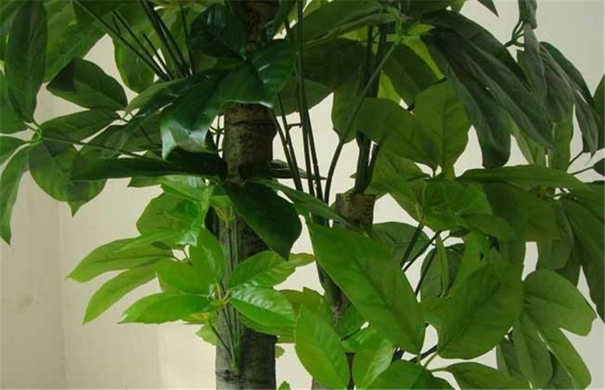 室內養綠植好嗎_室內養綠植好處_室內養什么綠植好