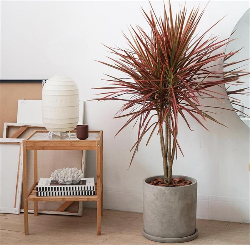 室內養綠植好處_室內養什么綠植好_室內養綠植好嗎