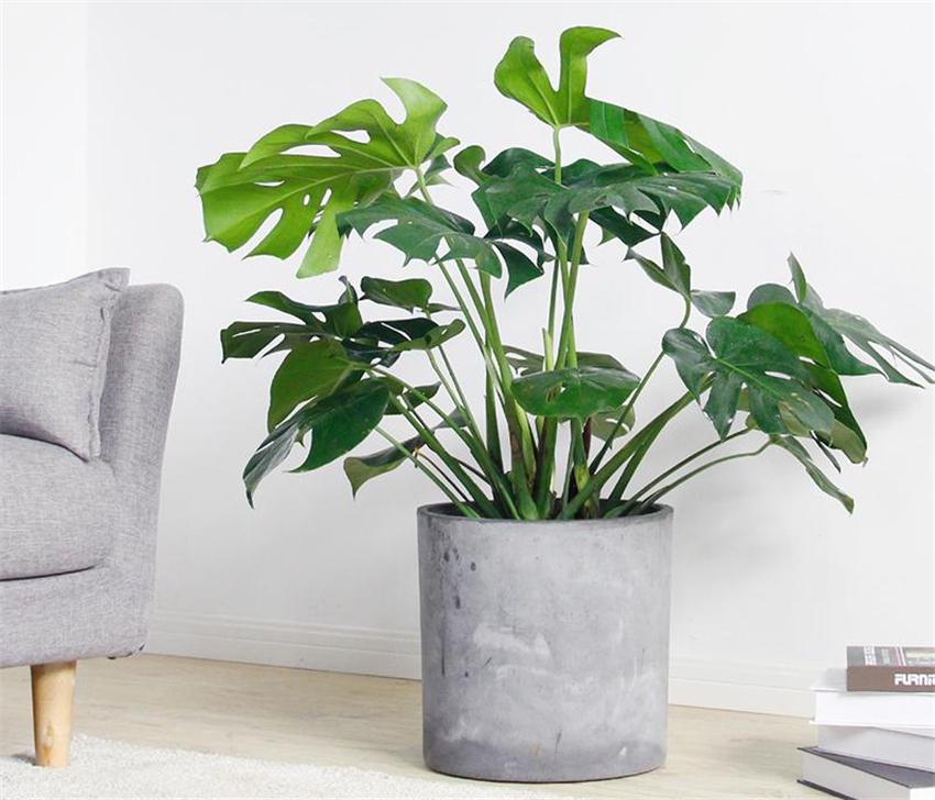 室內養什么綠植好_室內養綠植好嗎_室內養綠植好處