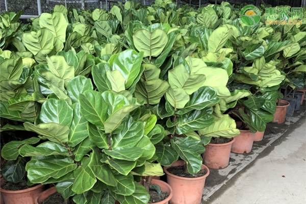 客廳綠植放幾棵風(fēng)水好_客廳綠植放什么好養(yǎng)又旺財_客廳放的綠植