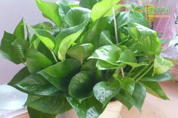 客廳綠植放什么好養(yǎng)又旺財_客廳放的綠植_客廳綠植放幾棵風(fēng)水好