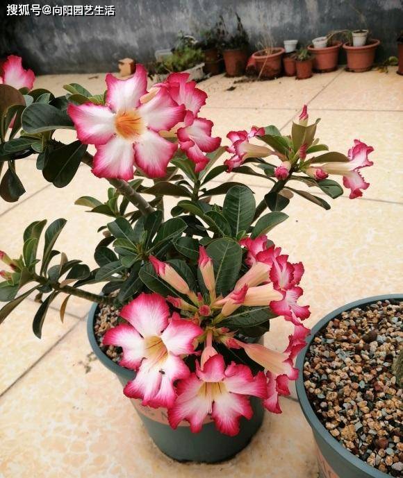 如何養(yǎng)沙漠玫瑰？8成顆粒養(yǎng)，1個月1次水，不爛根，開花多