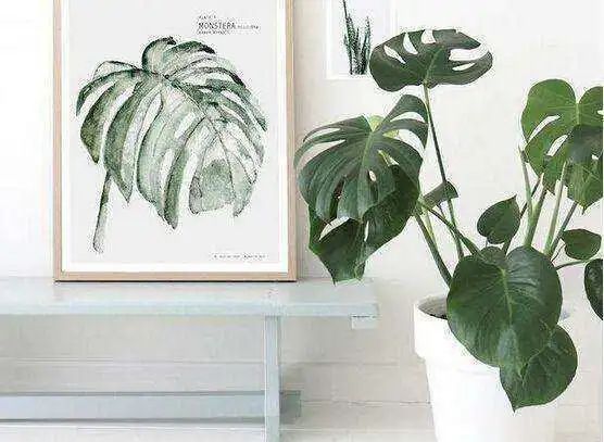 凈化空氣綠植排名_凈化空氣綠植十大排名_綠植真的能凈化空氣嗎