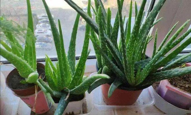 凈化空氣綠植排名_凈化空氣綠植十大排名_綠植真的能凈化空氣嗎