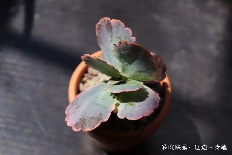 對比照，越來越丑的多肉